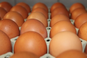 Eier von Ötztaler Hühnern